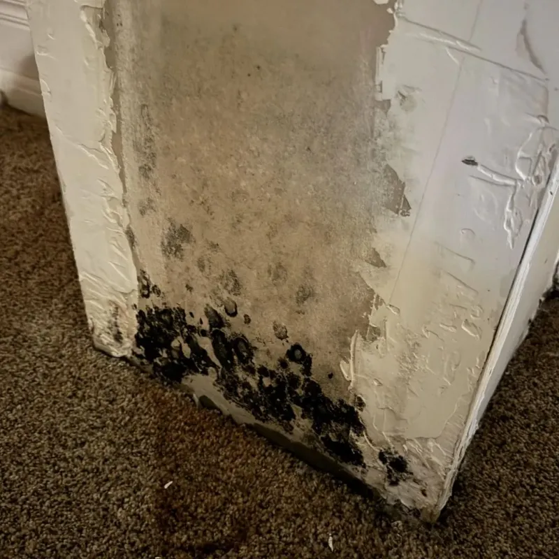 Professional Mold Removal in Hodgkins, IL